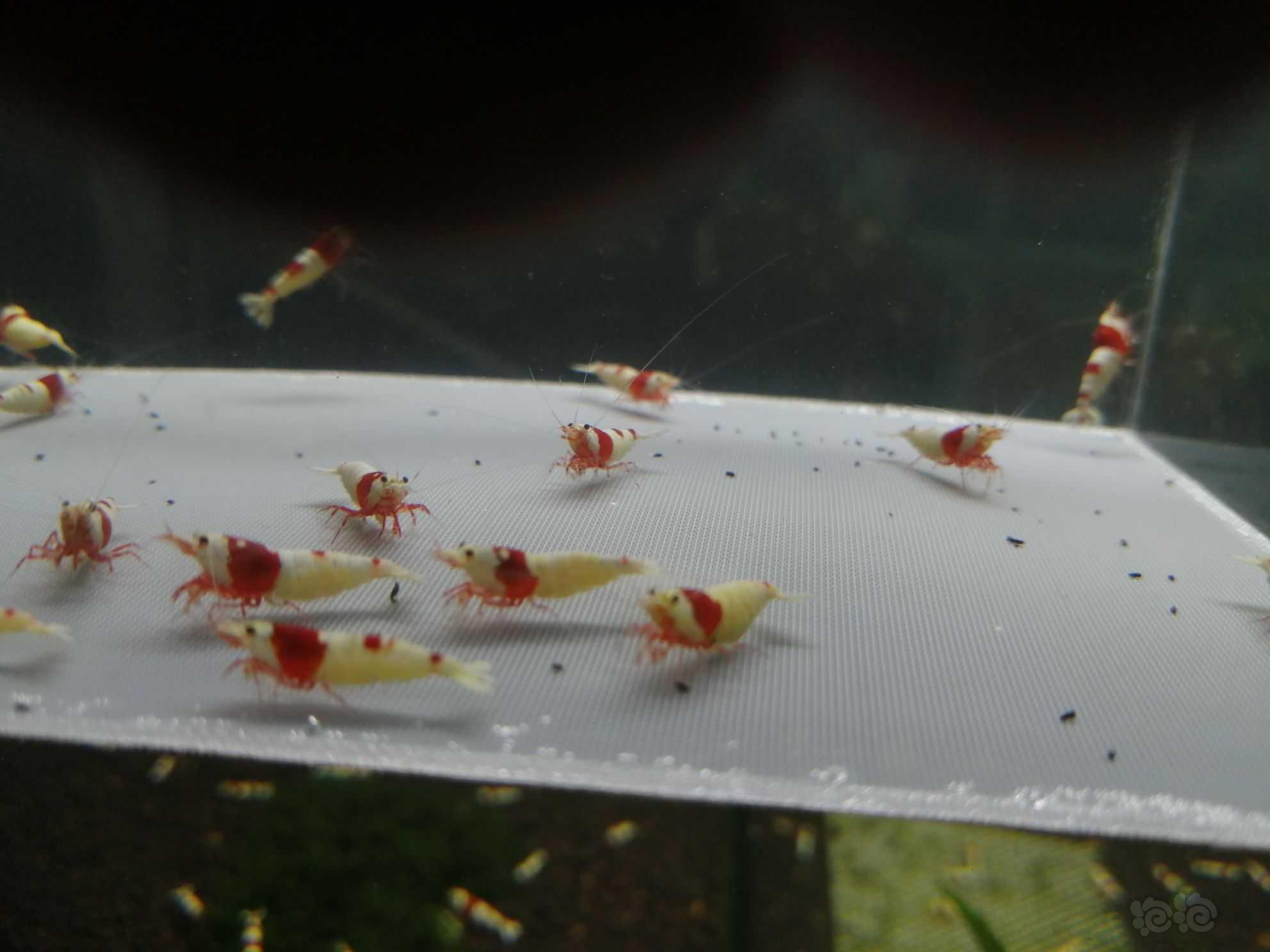 【虾】2021-08-12＃RMB拍卖纯血红白繁殖组30只。-图4