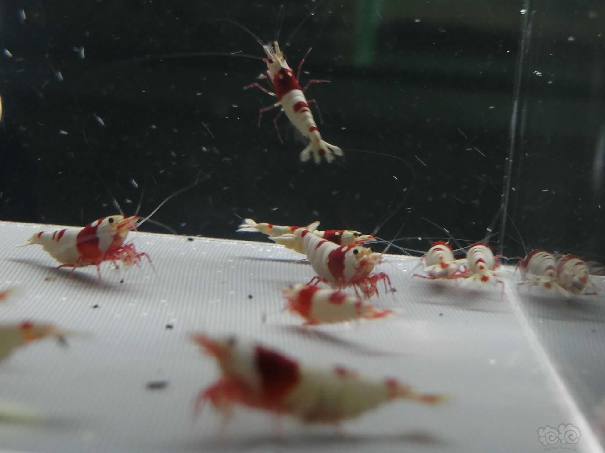 【虾】2021-08-12＃RMB拍卖纯血红白繁殖组30只。-图3