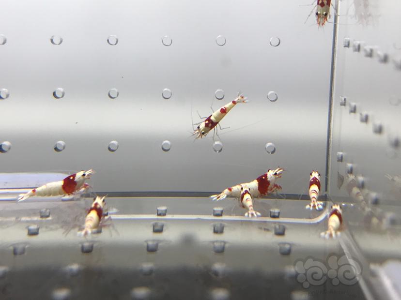 【虾】2021-08-06#RMB拍卖#纯血红白水晶虾一份18只-图2