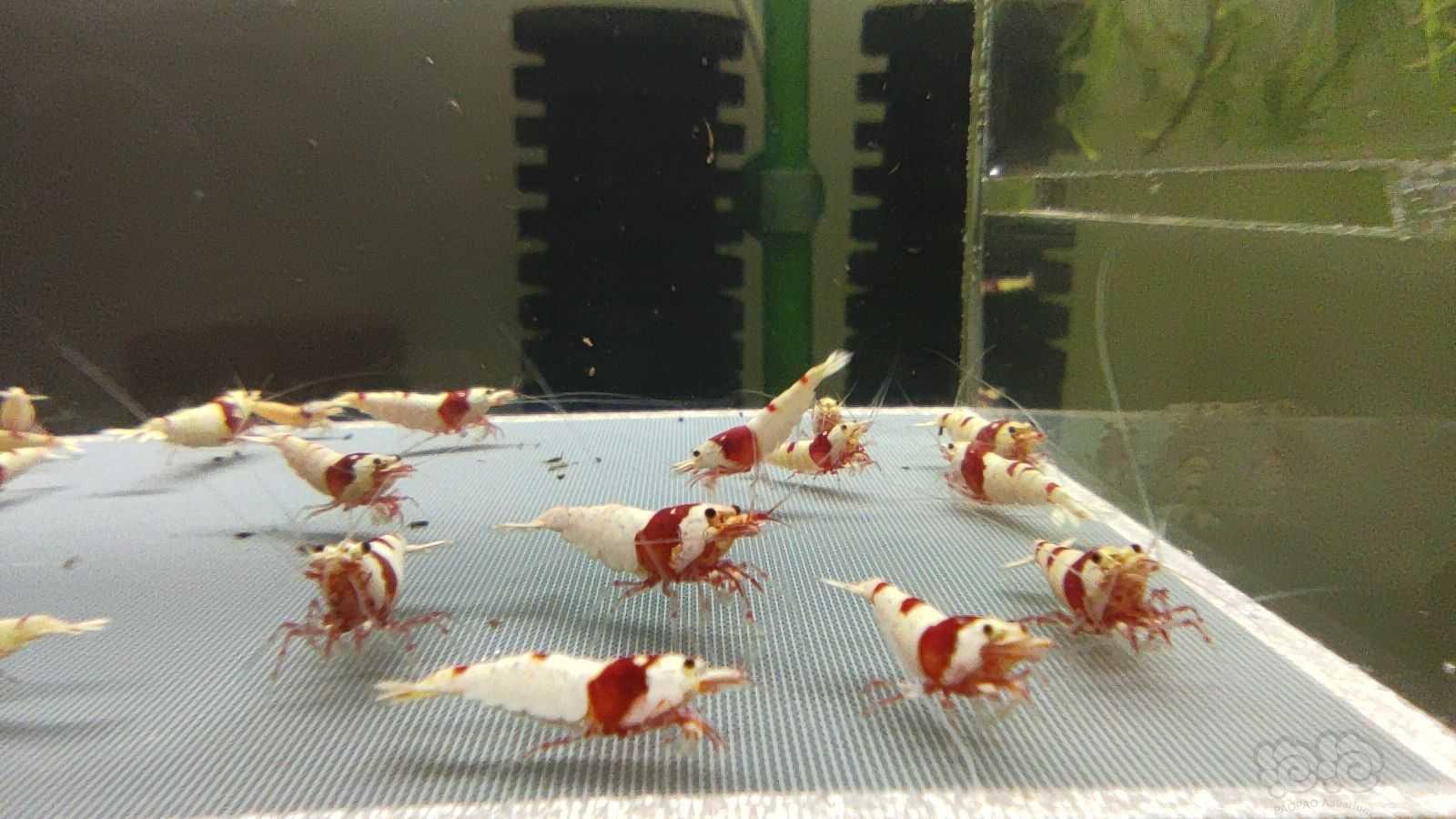 【虾】2021-08-17#RMB拍卖红白水晶虾25只-图2