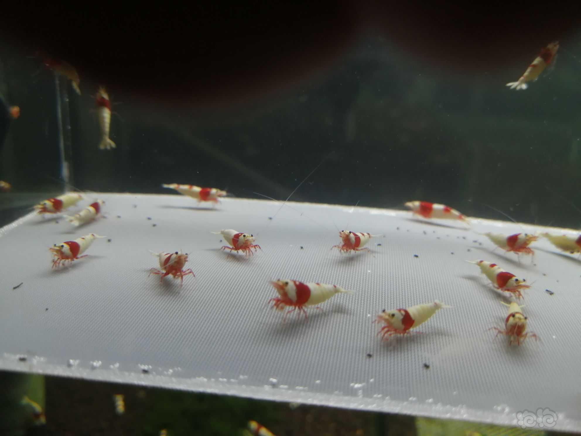 【虾】2021-08-12＃RMB拍卖纯血红白繁殖组30只。-图6