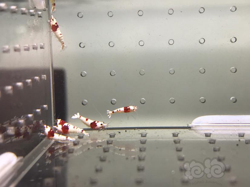 【虾】2021-08-24#RMB拍卖#纯血红白水晶虾一份16只-图2