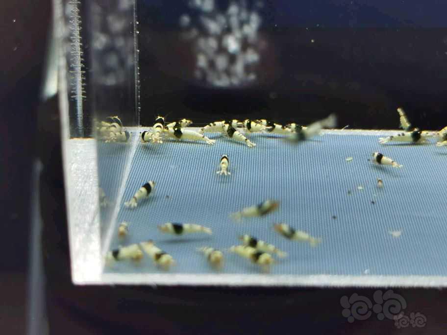 【虾】2021-8-16#RMB拍卖黑白水晶虾一份50只-图2