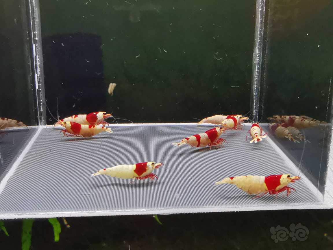 【虾】2021-08-30#RMB拍卖红白母虾八只，三只抱蛋。-图2