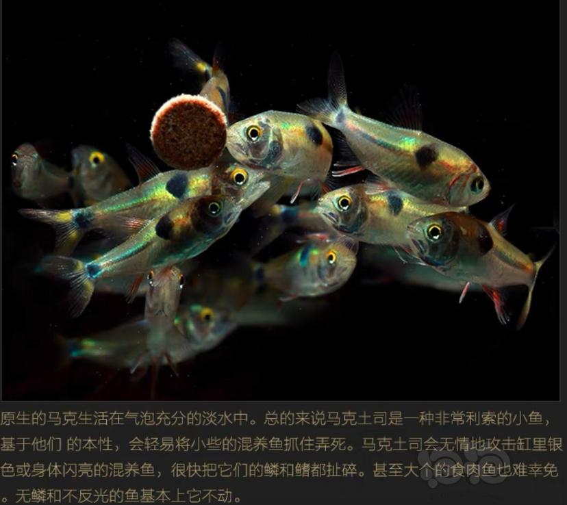 【其它】马克吐司——有趣的鱼-图2