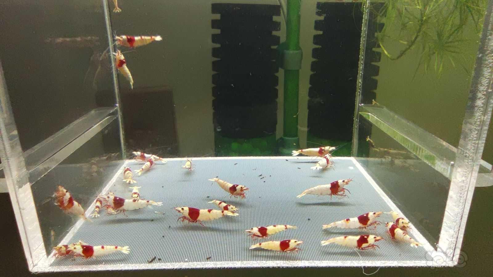 【虾】2021-08-17#RMB拍卖红白水晶虾25只-图7