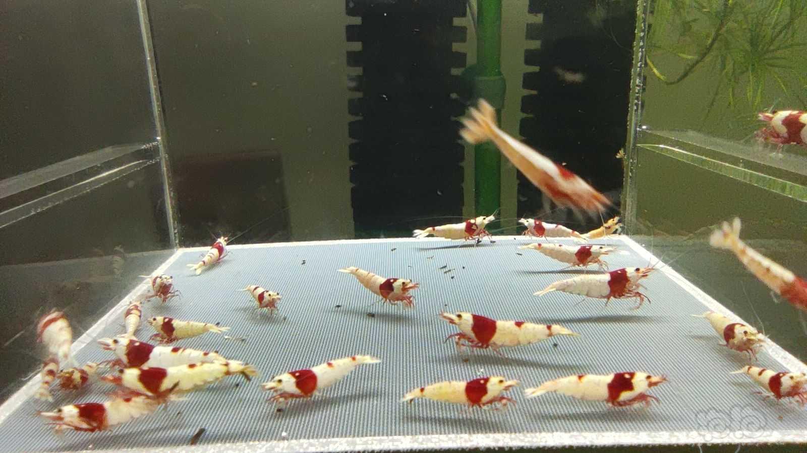 【虾】2021-08-17#RMB拍卖红白水晶虾25只-图5