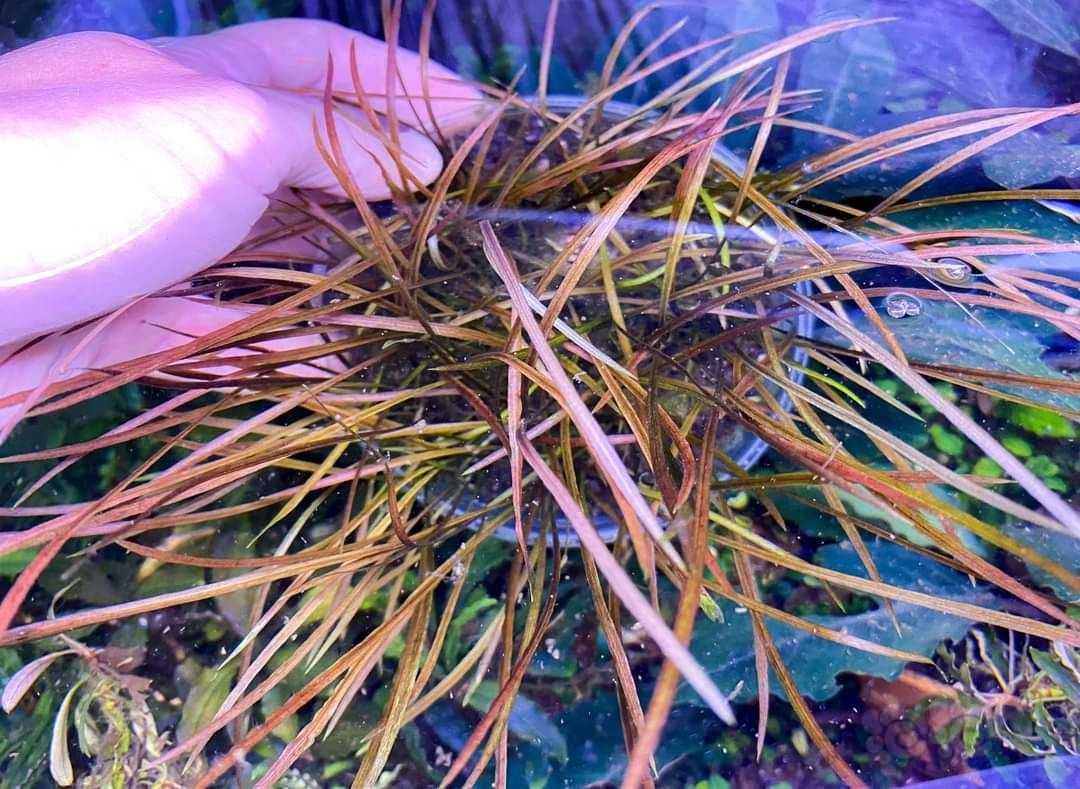 线型的后景草，终于找到好养又不串根的品种了-图2