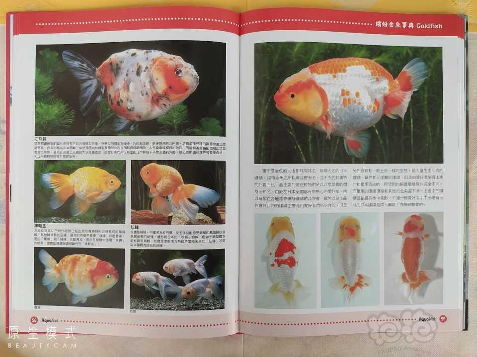 出金鱼书籍《缤纷金鱼事典》-图6