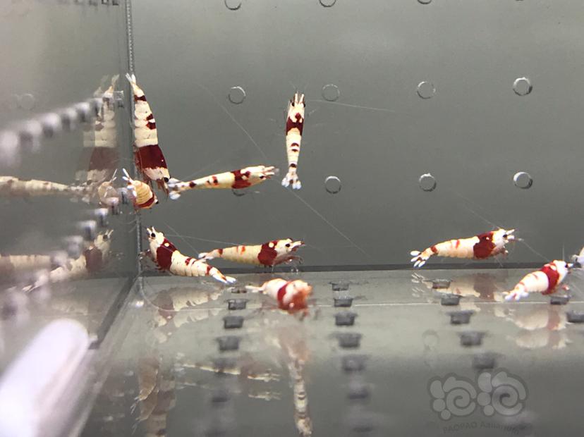 【虾】2021-08-13#RMB拍卖#纯血红白水晶虾一份18只-图4