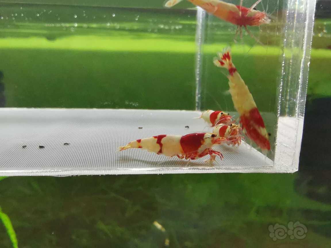 【虾】2021-08-23#RMB拍卖纯血红白两公三母-图1