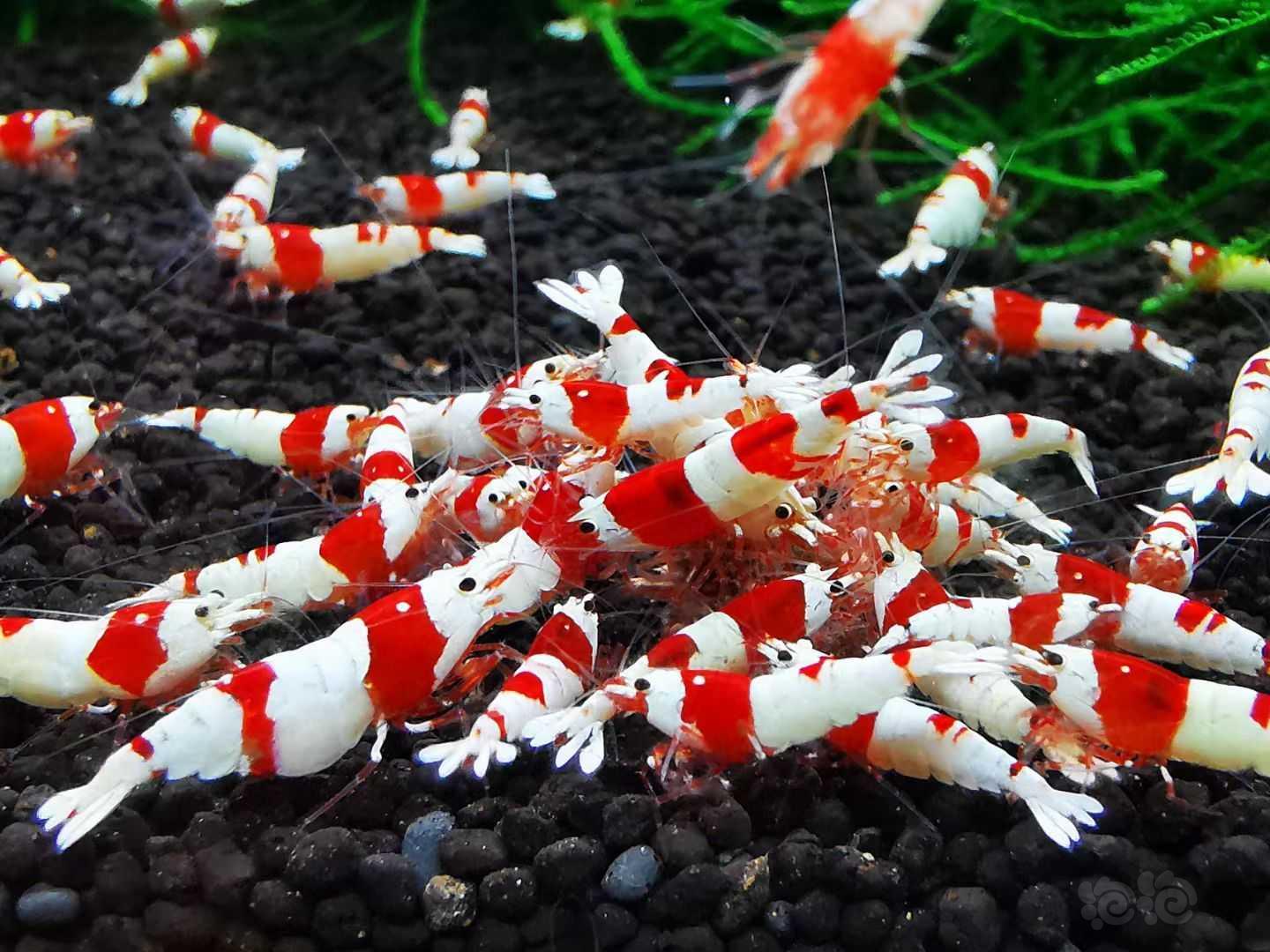 海老红白水晶虾