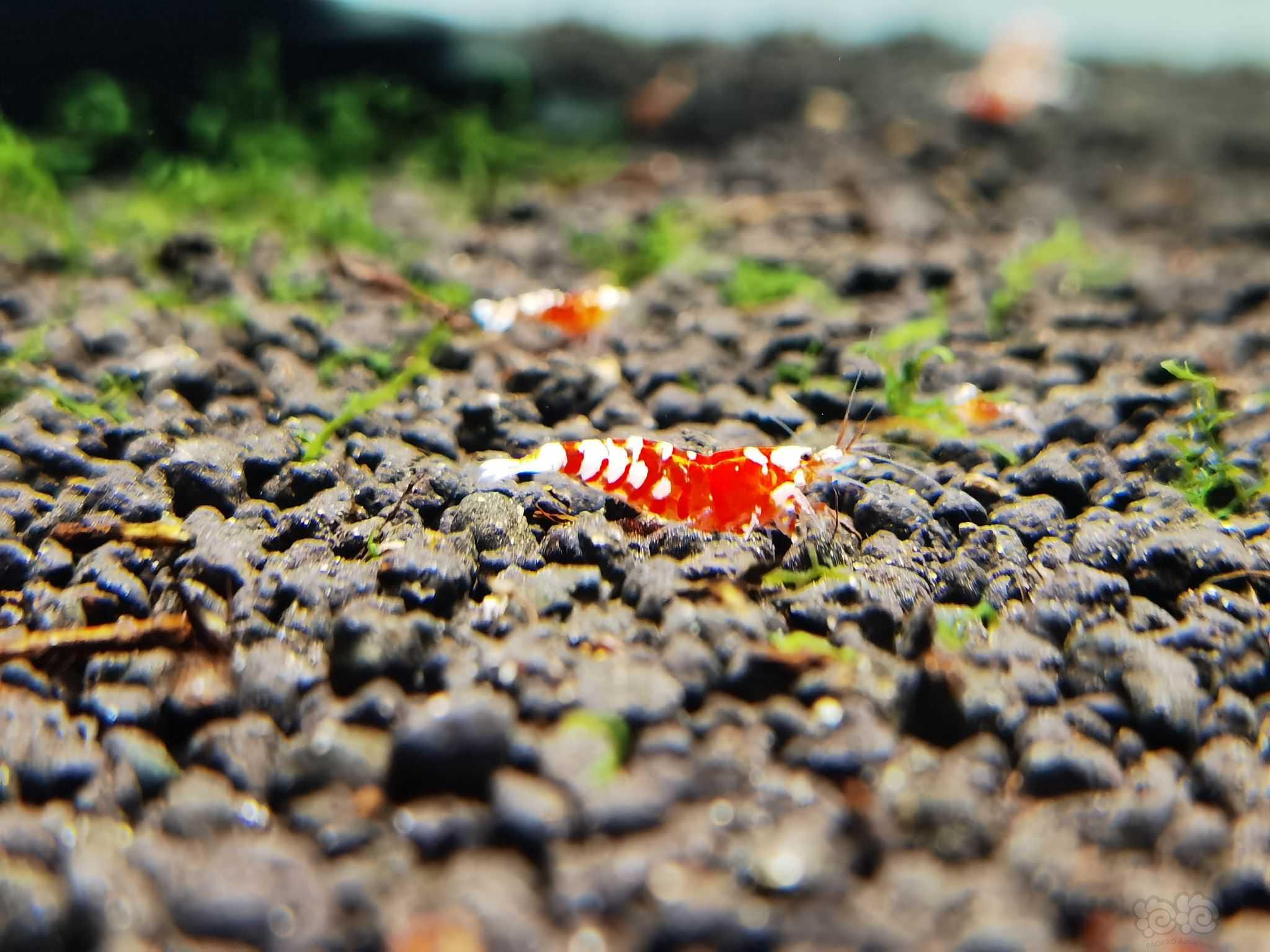 【虾】2021-08-19#RMB拍卖#红花虎苗子一份8只-图1