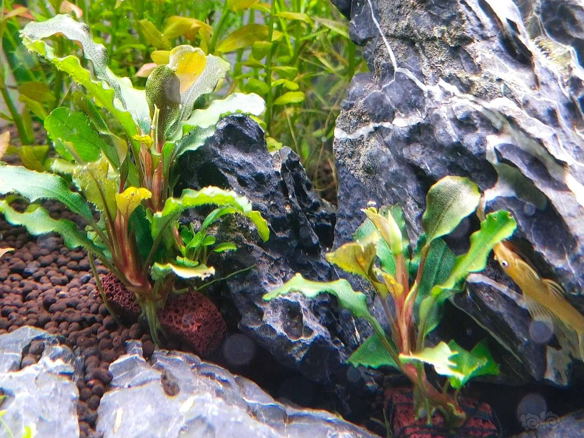 蓝精灵辣椒榕马上快开花了