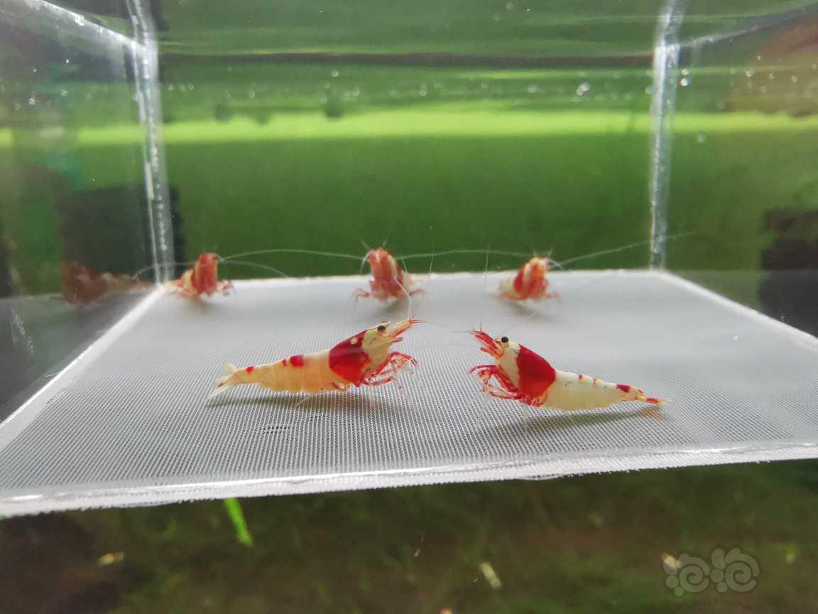 【虾】2021-08-23#RMB拍卖纯血红白两公三母-图4