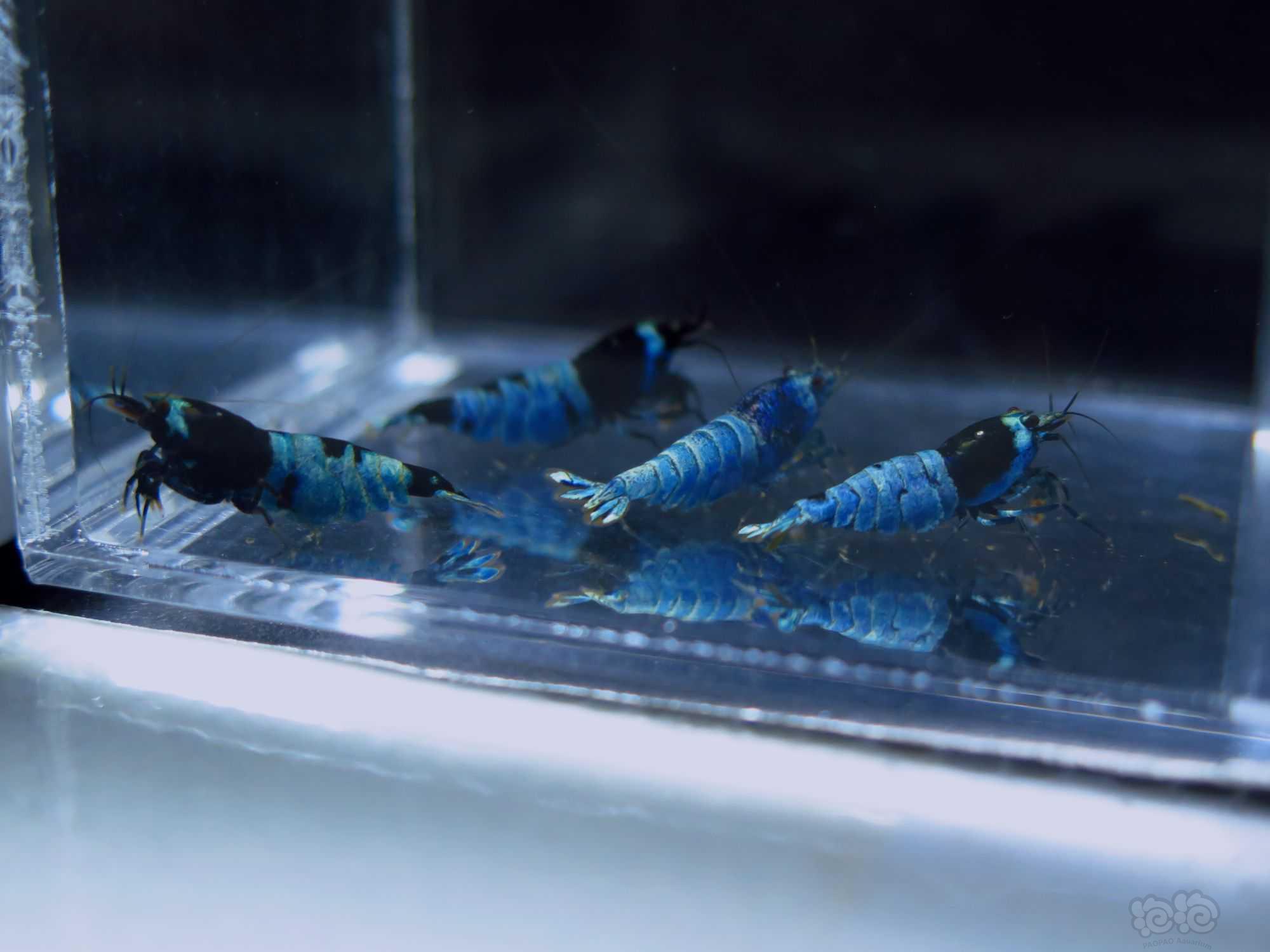 【虾】2021-8-16#RMB拍卖天子蓝金刚水晶虾母虾4只-图8
