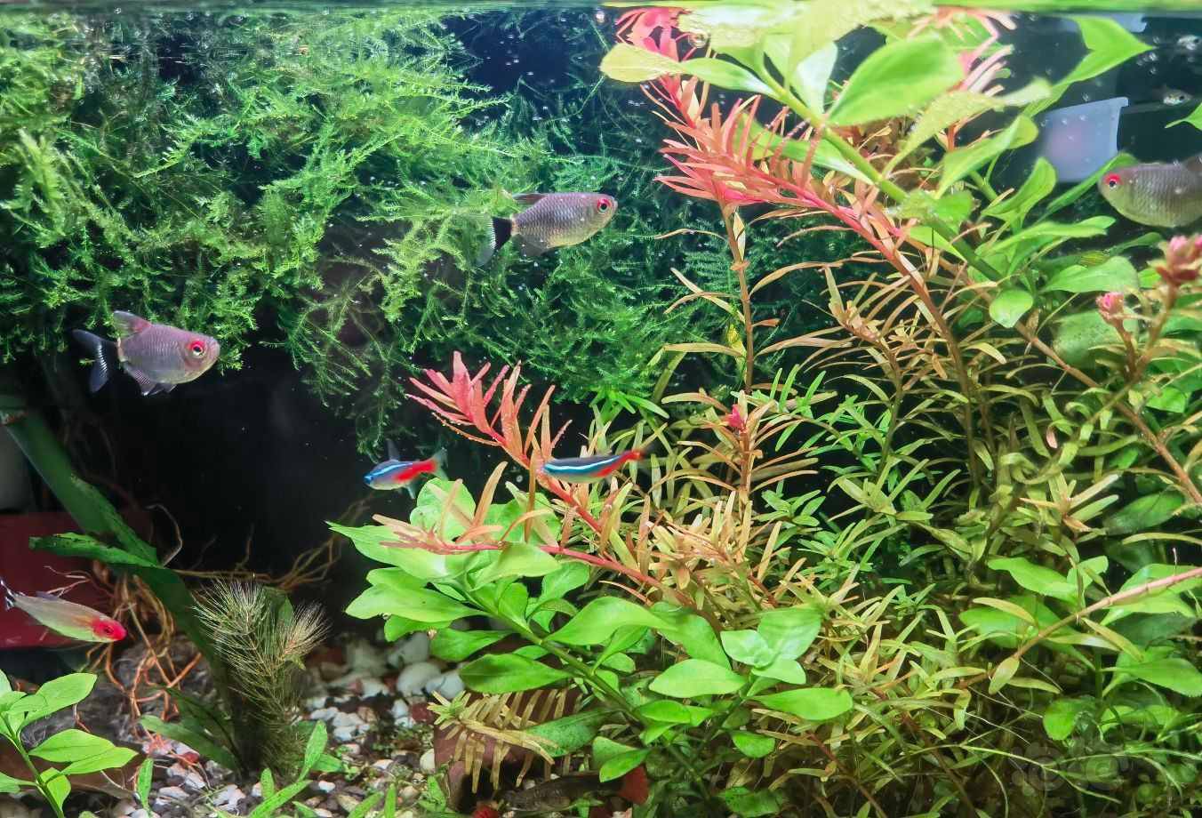 戊二醛 Co2水草大魔王 泡泡水族