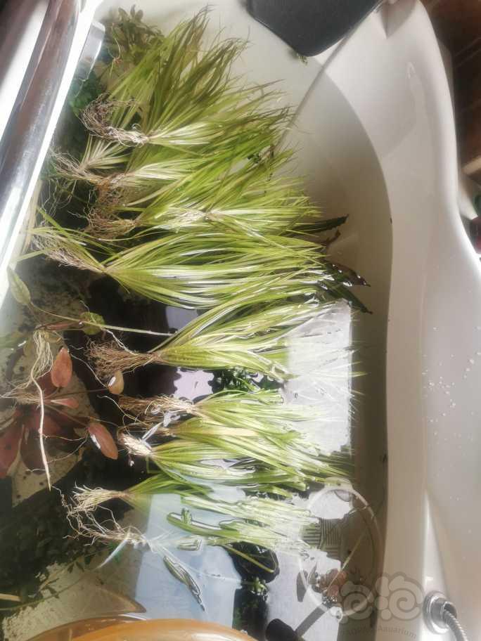 翻缸出红箦藻，乌拉圭皇冠，椒草，辣椒缸没发色，但是品种绝保真-图4