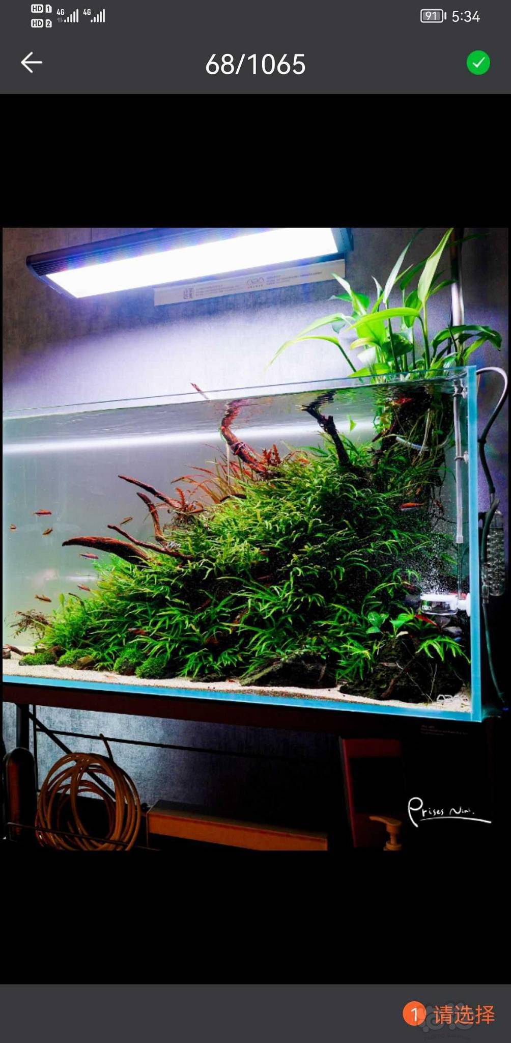 水草造景和种植 换水晒个图.