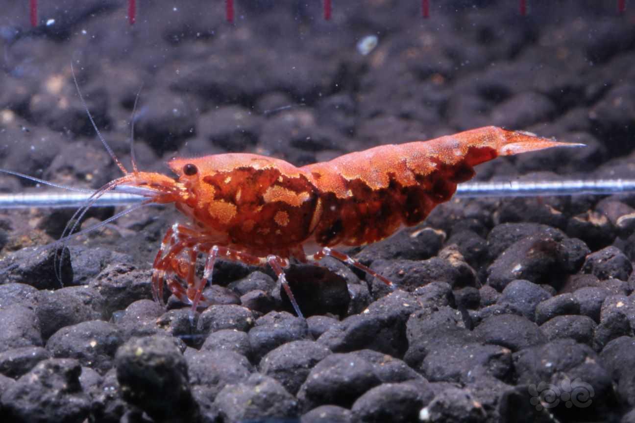 【虾】2021-08-31#RMB拍卖#红银河母虾一只-图2