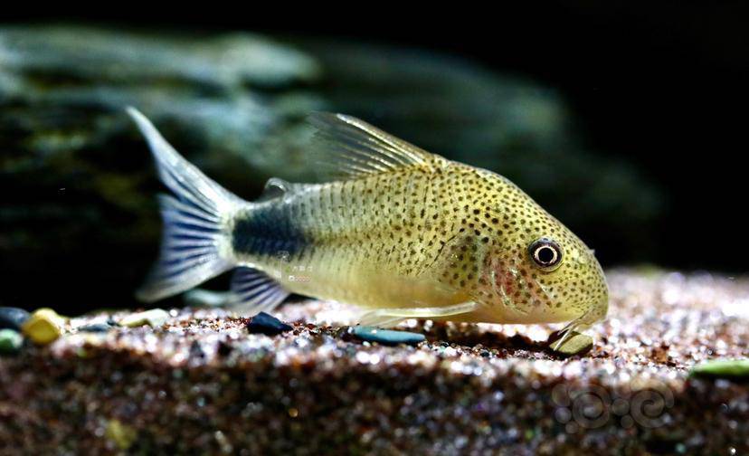 【鼠鱼】帝王紫罗兰-图2