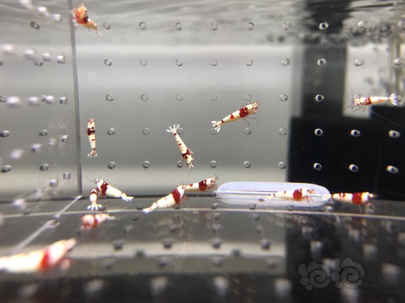【虾】2021-08-17#RMB拍卖#纯血红白水晶虾一份15只-图8