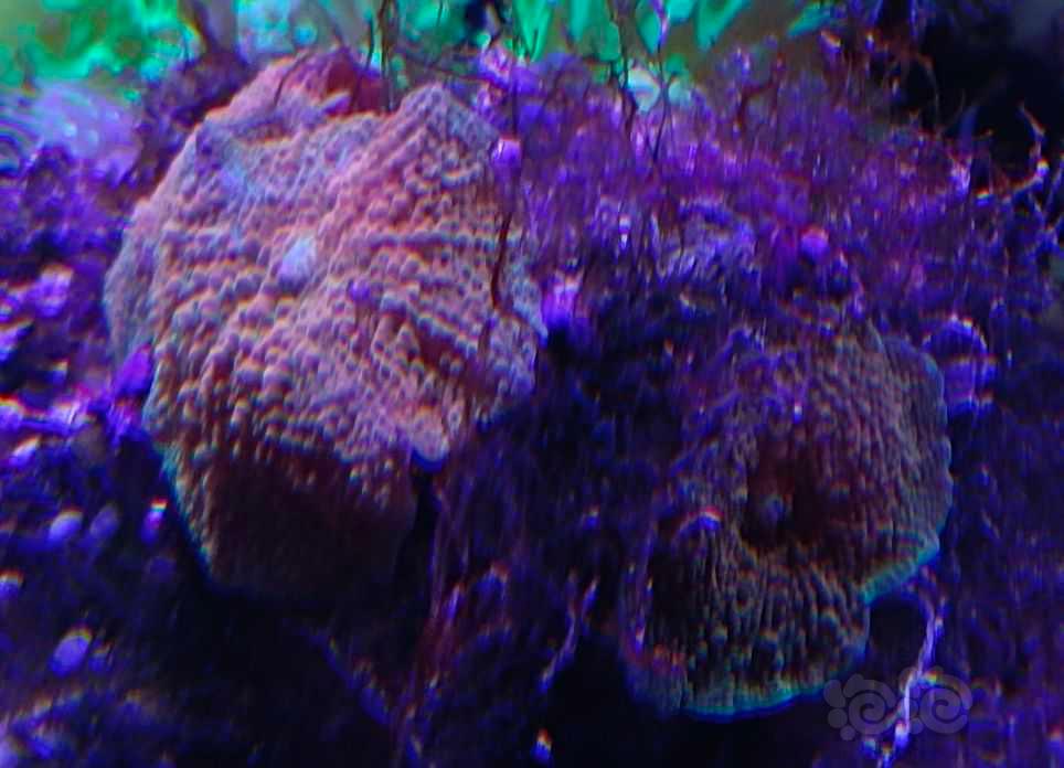 珊瑚色诱菇类-图2