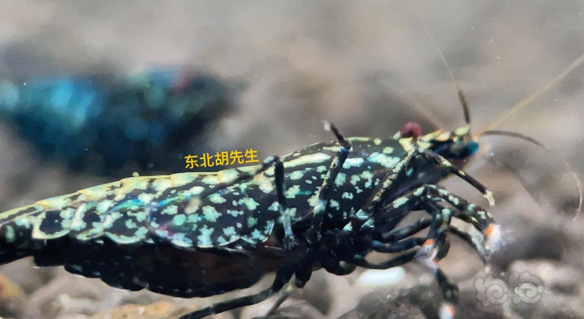 【虾】2021-9-19#RMB拍卖#黑银河鱼骨星系母虾-图2