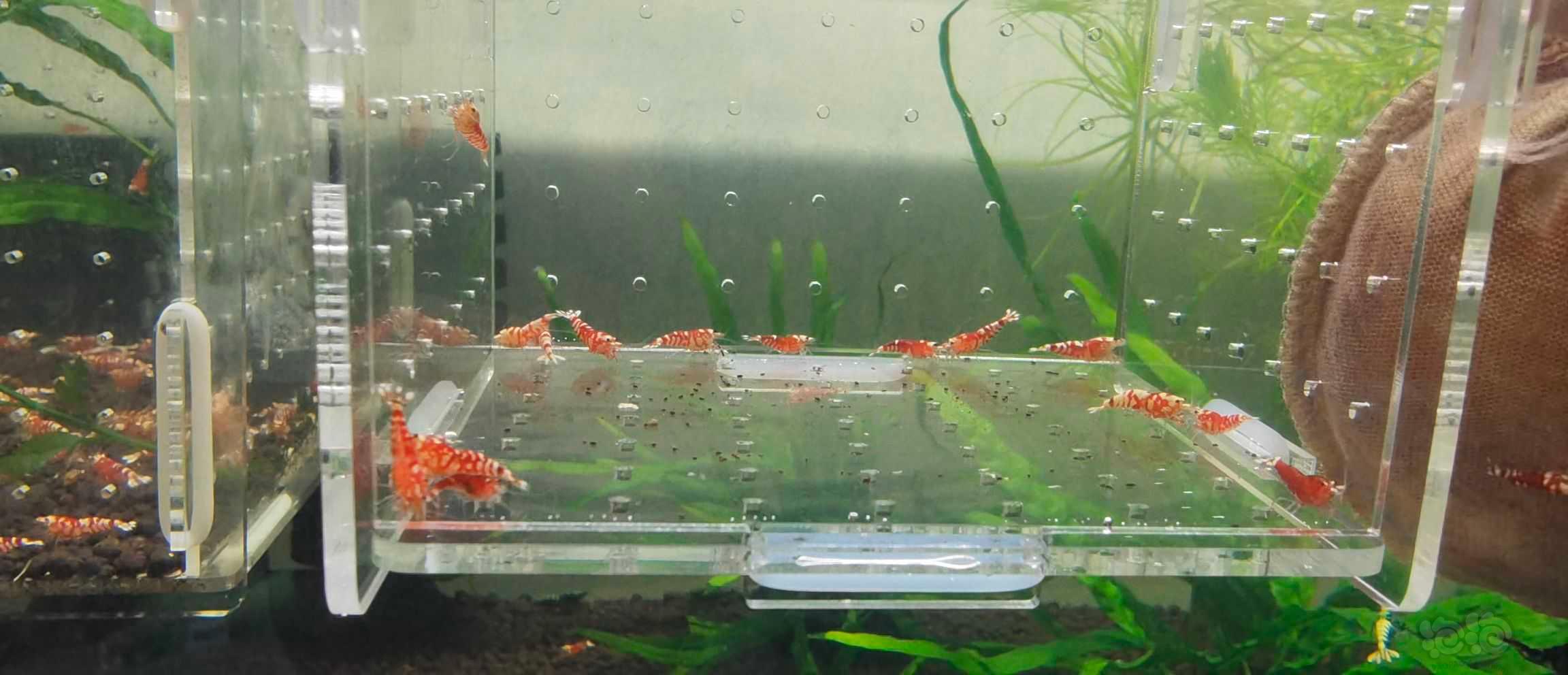【虾】2021-09-29#RMB拍卖 红花虎20支-图1