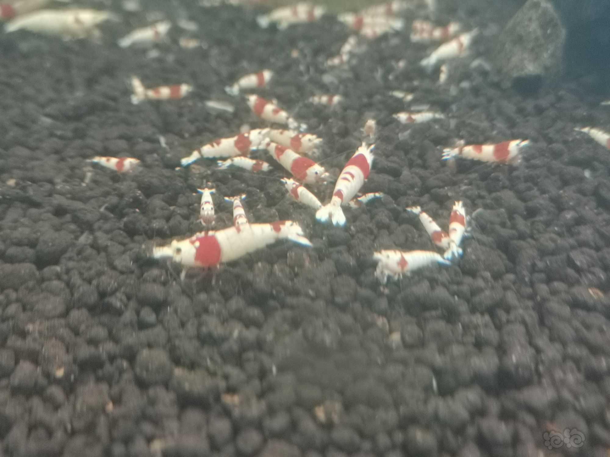 【水晶虾】出自养水晶虾，红白，练手红花虎-图3