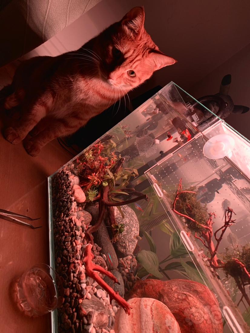 猫咪也想吃鱼吧-图1