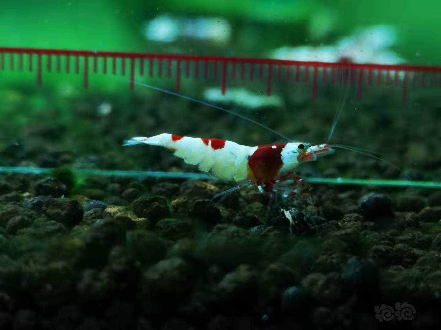 【虾】2021-09-05RMB拍卖红白公-图7