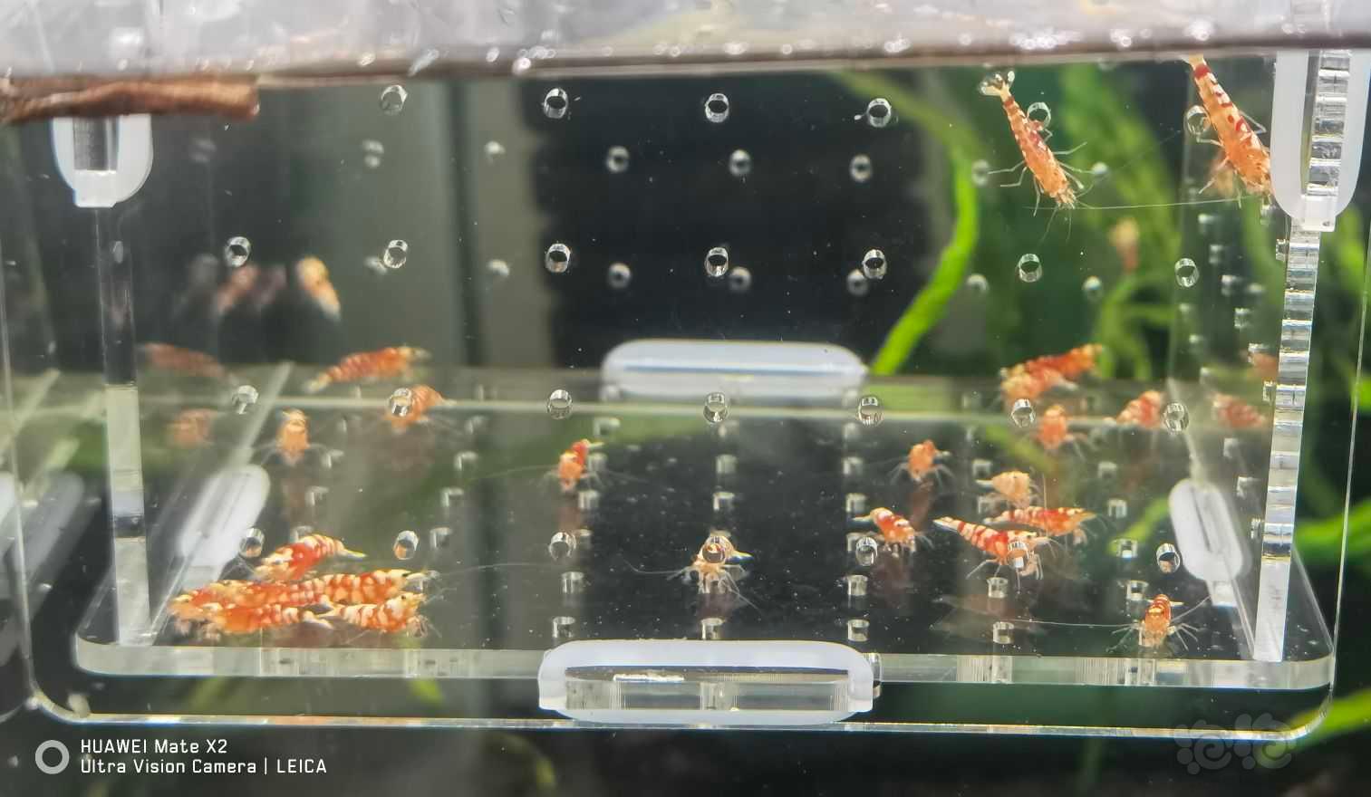 【虾】2021-09-08#RMB拍卖太极红花虎20只-图3