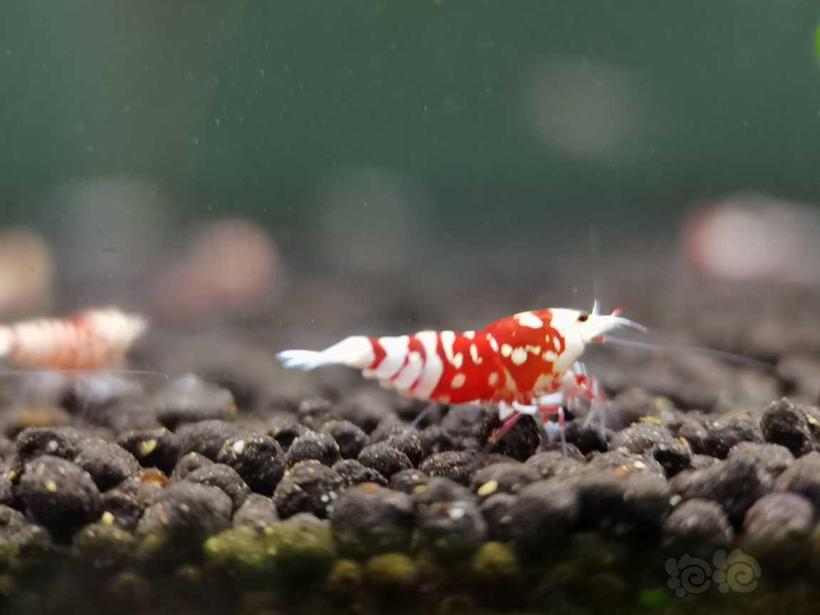 【虾】2021-09-10#RMB拍卖太极红花虎一公两母繁殖组-图4