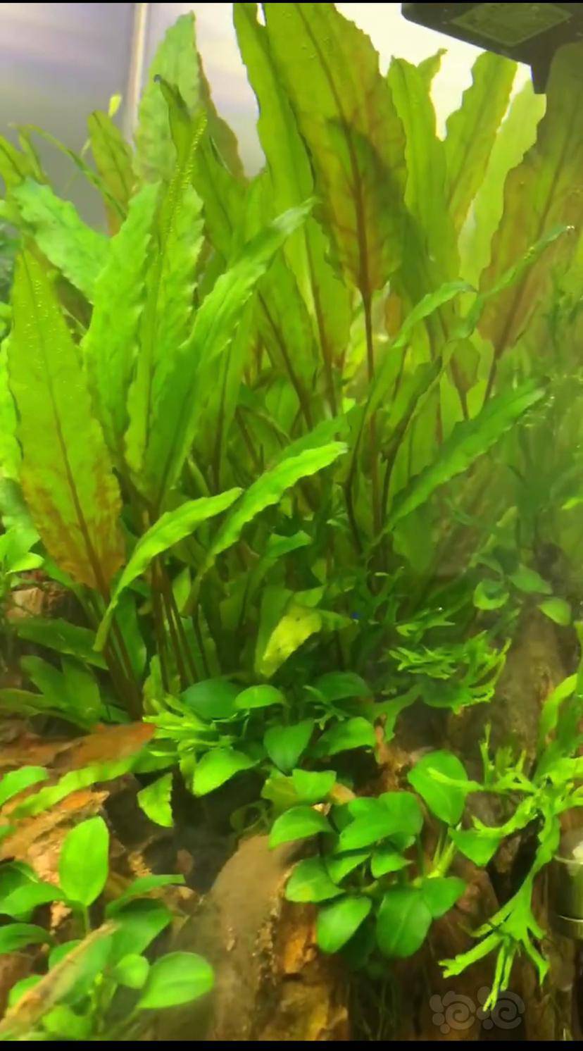 出一大丛绿温蒂椒草(送叉叶皇冠和一点细叶铁)-图4