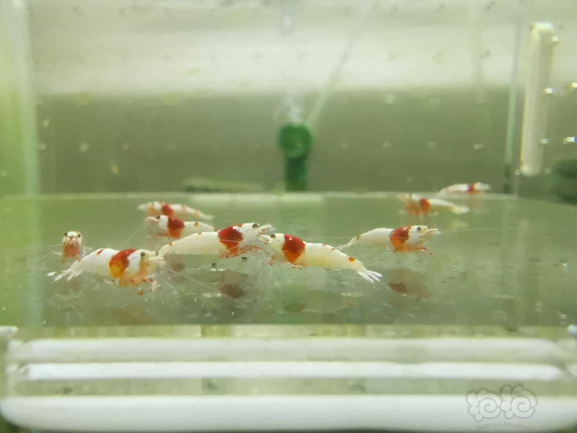 【虾】2021-09-12#RMB拍卖红白水晶虾15只-图2