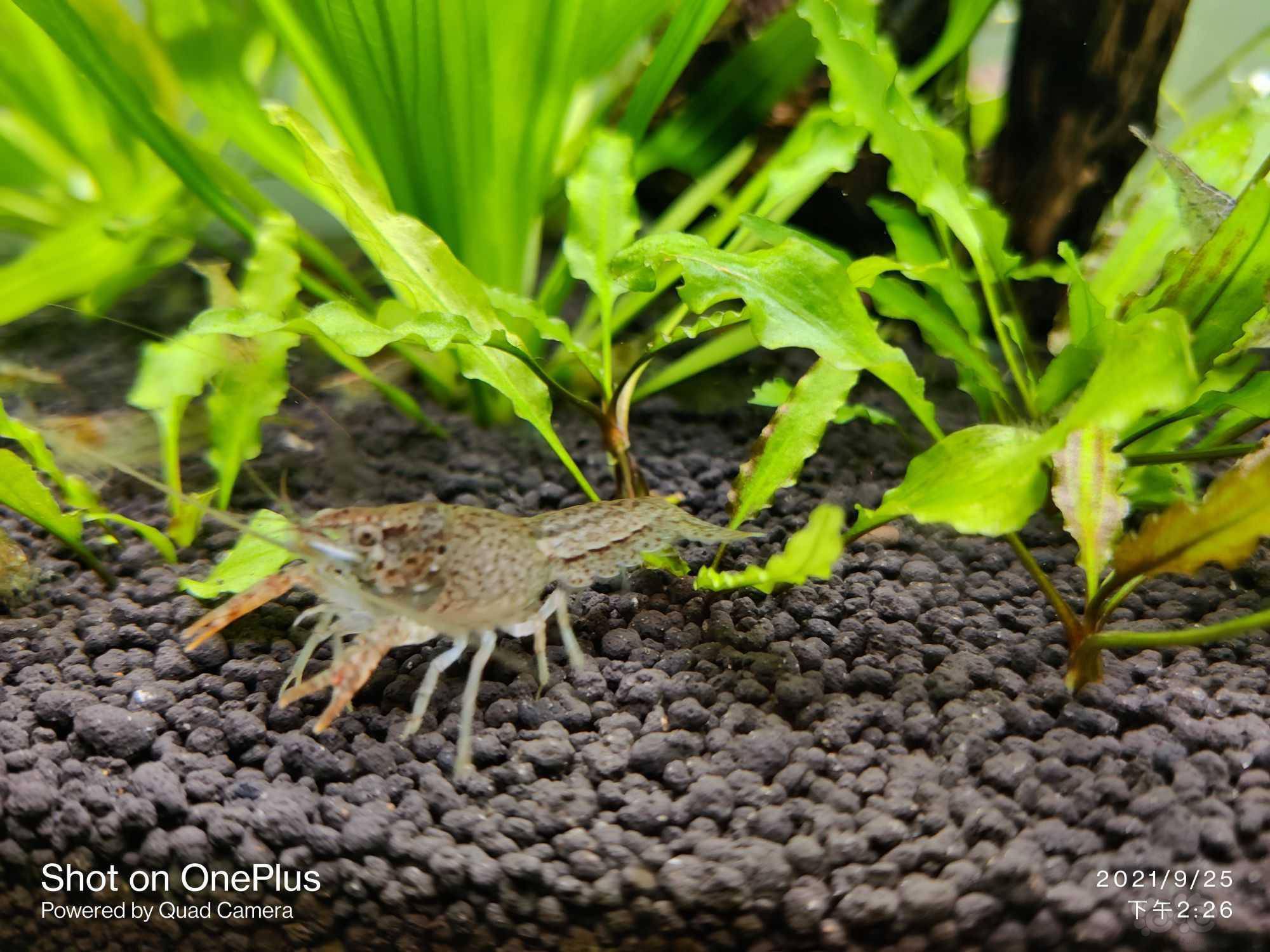 好家伙,这黑壳虾长这么大了,会啃草吗?