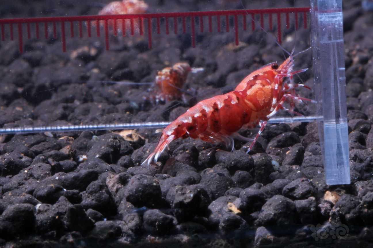 【虾】2021-09-01#RMB拍卖#红银河一只-图3