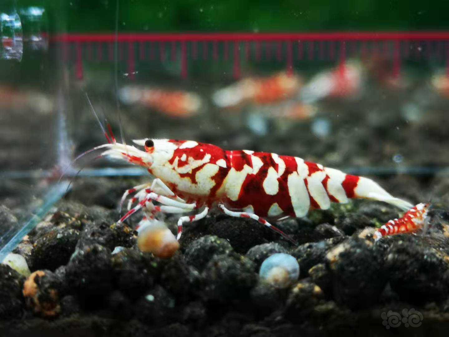【虾】2021-09-13#RMB拍卖Mars血统顶级红花虎母虾-图2