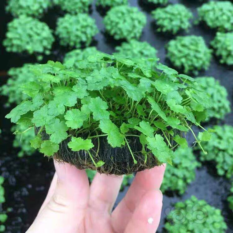 天湖葵草坪好看吗?有没有弄过的?