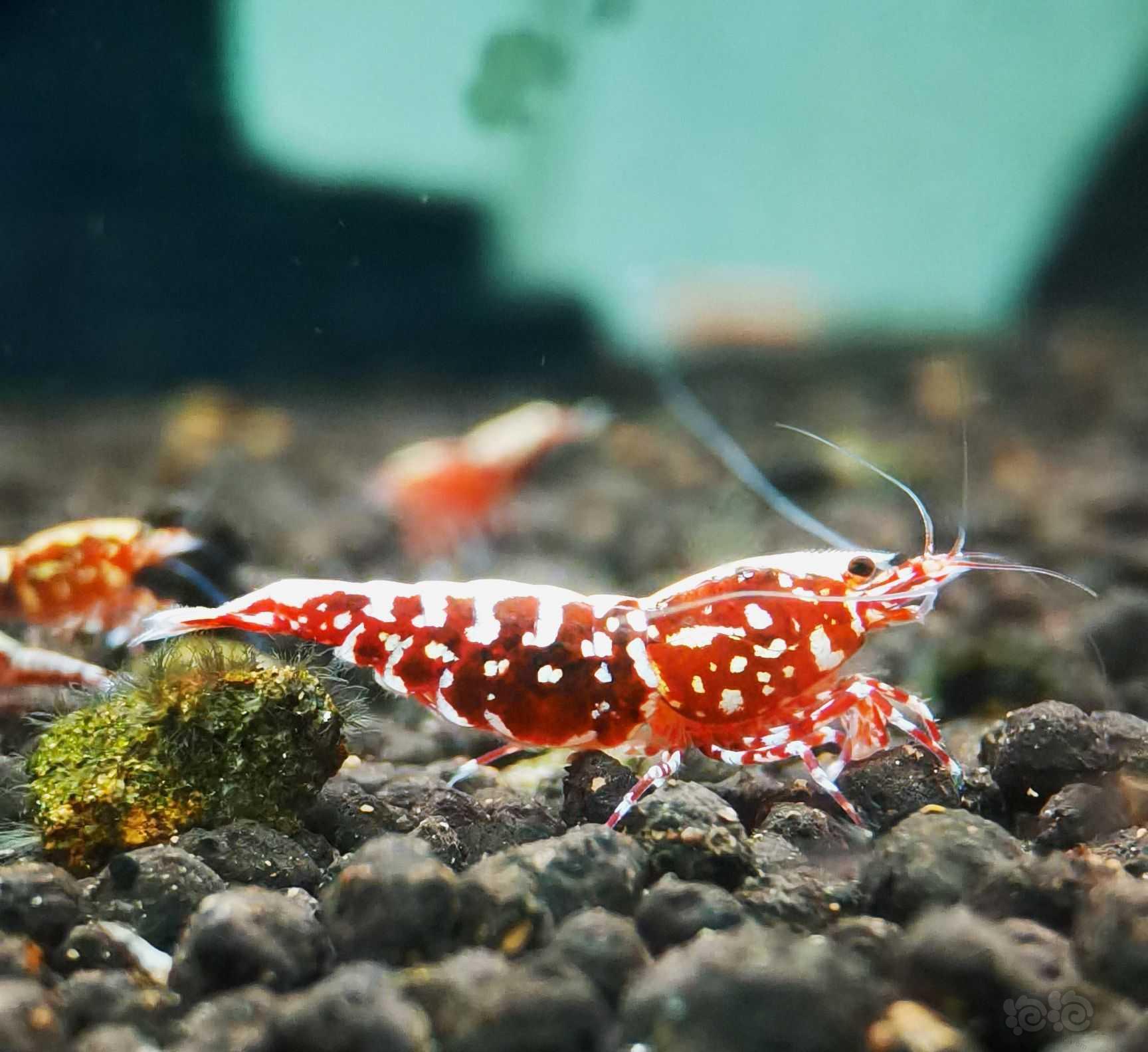 【虾】2021-9-2#RMB拍卖#红银河星钻水晶虾一份2只-图2
