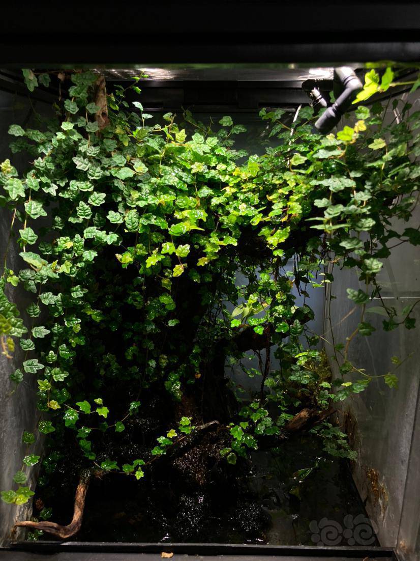 掌叶辟荔 爆缸,修剪出一波 雨林植物