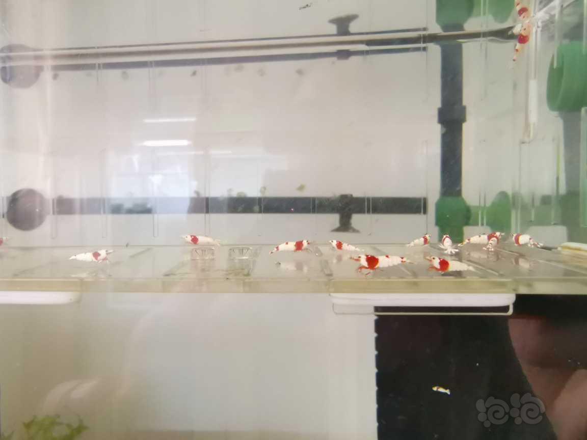 【虾】2021-09-09#RMB拍卖红白水晶虾15只-图6
