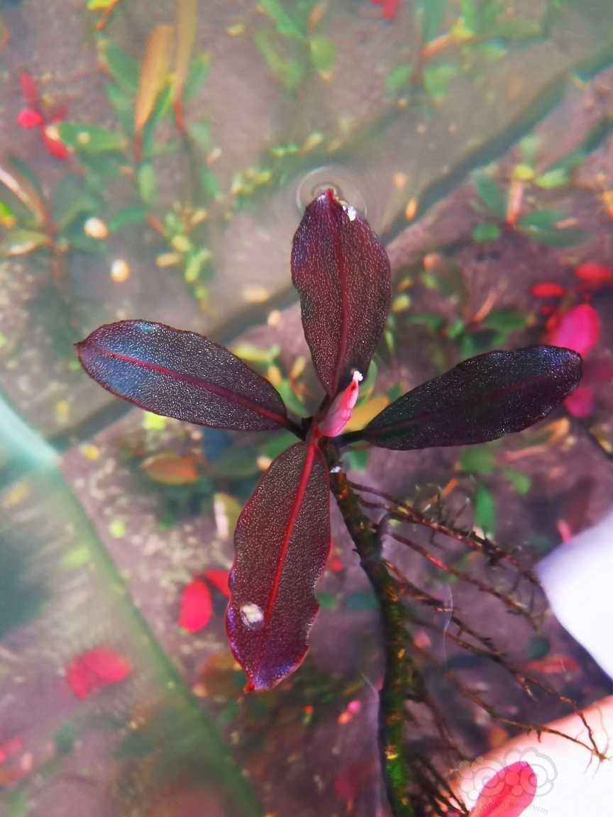 【辣椒榕】素兰，自己转水三年，红脉叶型个人感觉挺好看自留的，拆丛出-图2