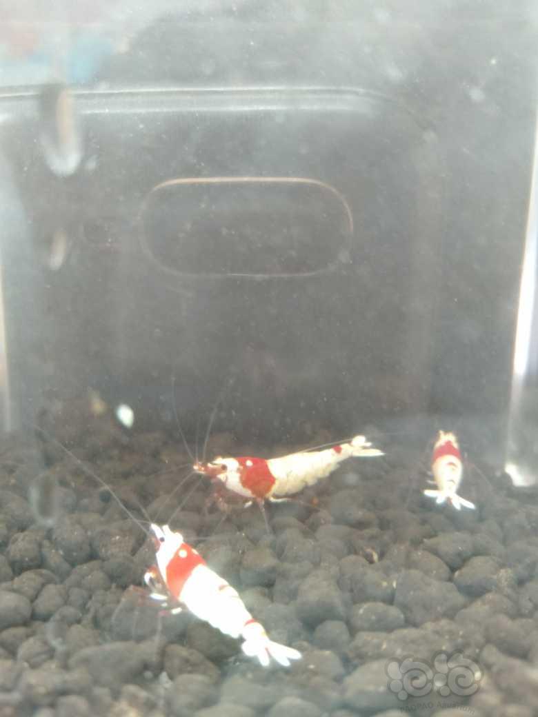 【虾】2021-09-19#RMB拍卖纯红白水晶虾3只-图1