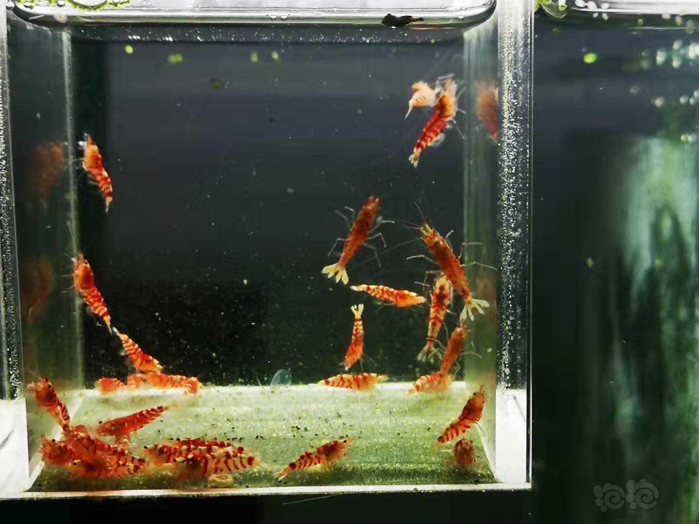 【虾】2021-09-10#RMB拍卖Mars血统红花虎淘汰-图5