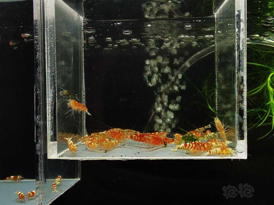 【虾】2021-9-15#RMB#拍卖红花虎一份30只-图3
