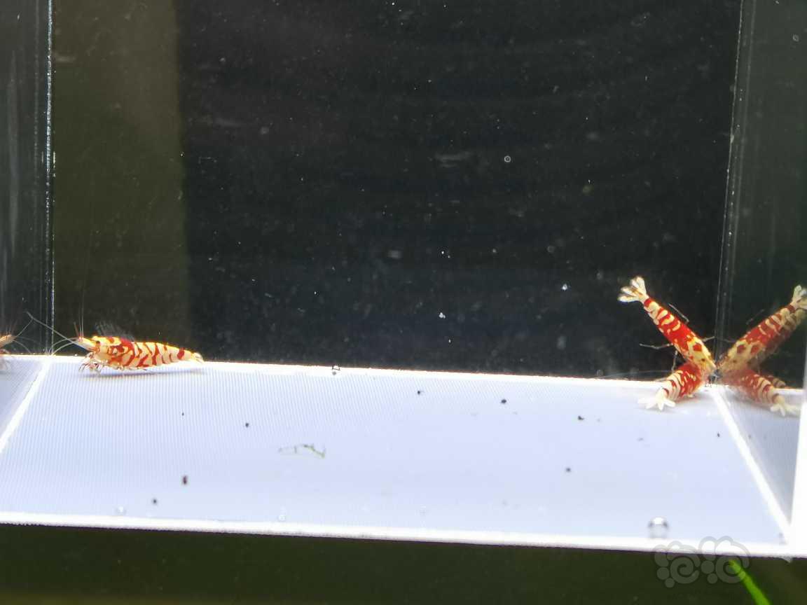 【虾】2021-09-10#RMB拍卖太极红花虎一公两母繁殖组-图2