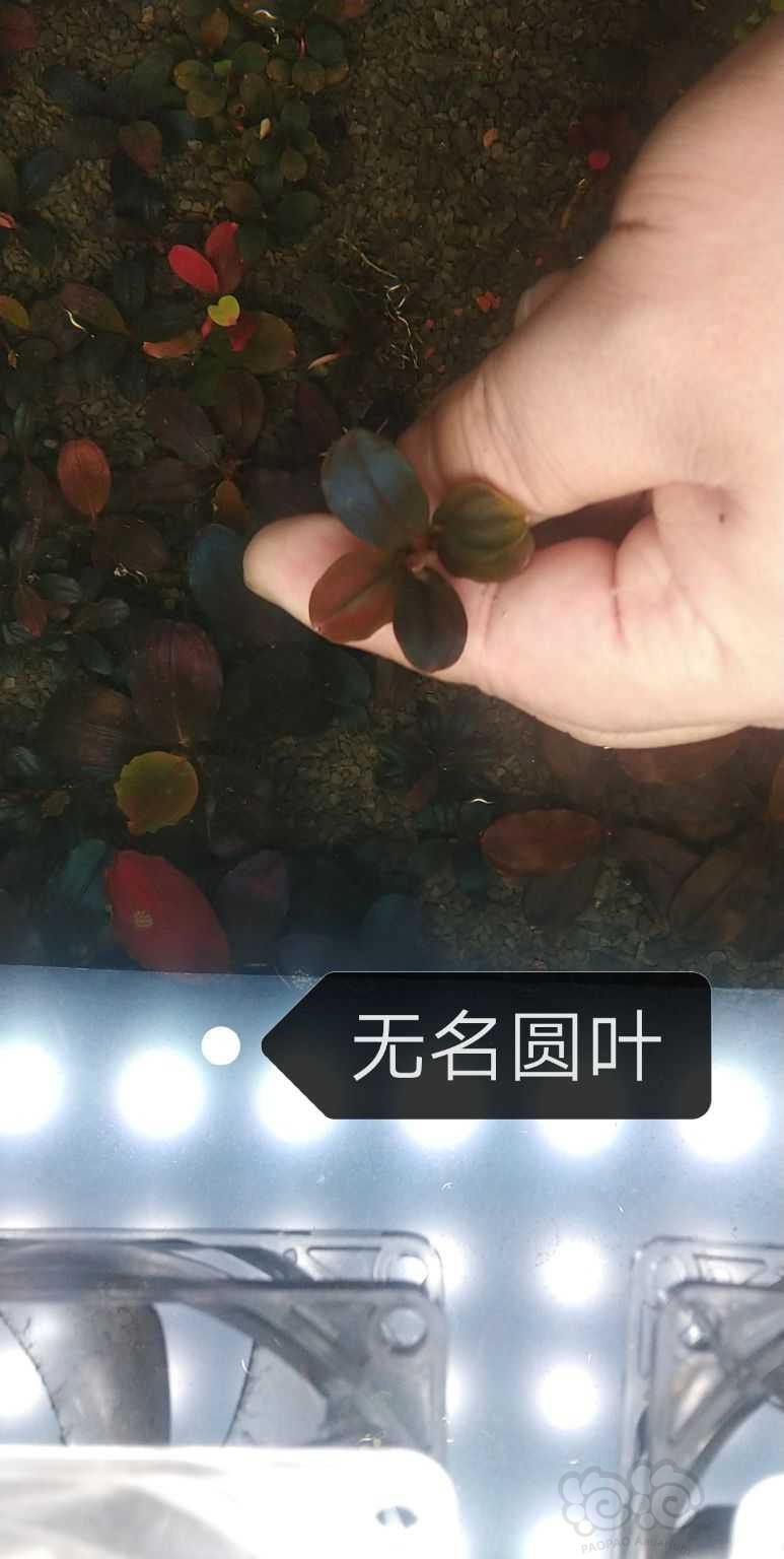 【辣椒榕】出平托白榕+辣椒榕组合-图6