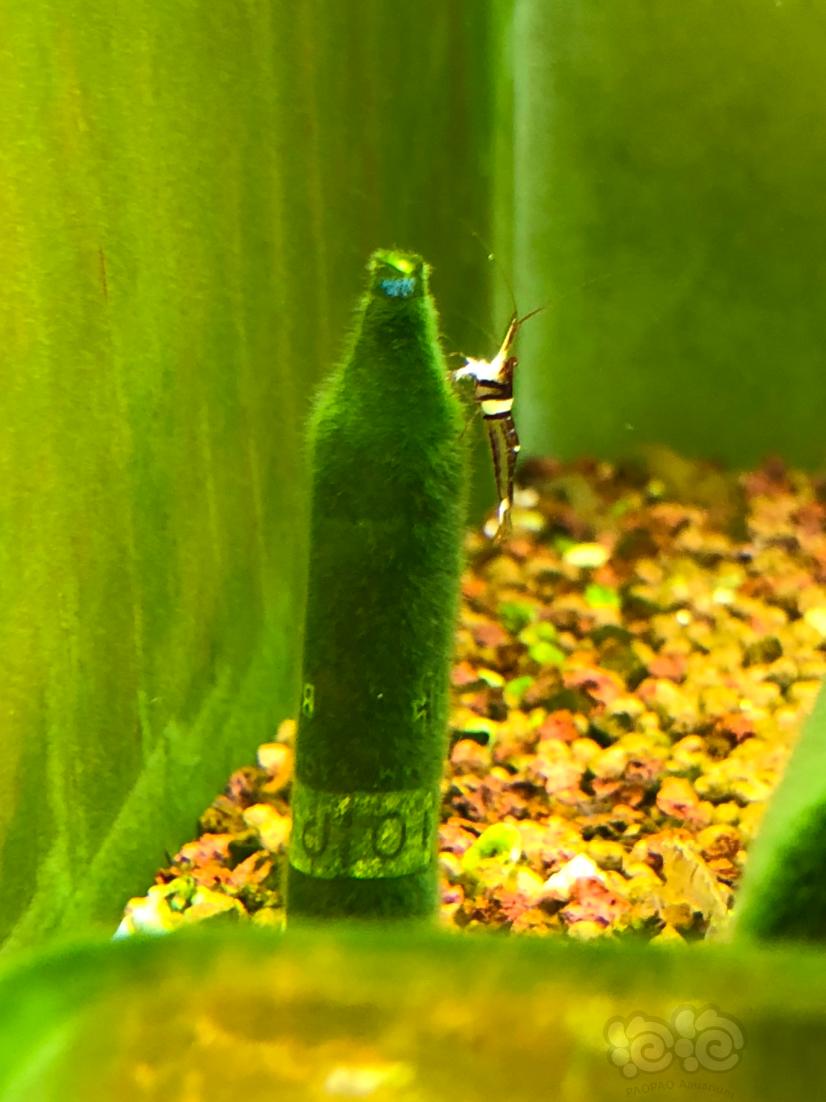 藻缸中的可乐-图3